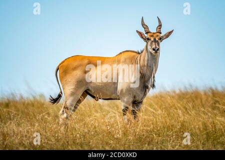 Porträt des männlichen Gemeinen Elands (Taurotragus oryx), der im langen Gras auf der Savanne steht; Tansania Stockfoto