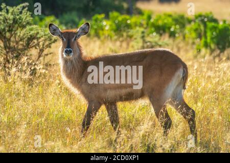 Hintergrundbeleuchtetes Porträt eines weiblichen Defassa-Wasserbucks (Kobus ellipsiprymnus), der durch das Gras läuft; Tansania Stockfoto