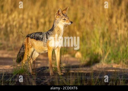 Seitenansicht des Schwarzrückenschakals (Canis mesomelas), der im langen Gras im goldenen Sonnenlicht steht; Tansania Stockfoto