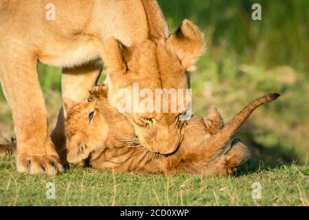 Nahaufnahme der Löwin (Panthera leo) spielen kämpfen mit Jungen auf Gras an einem sonnigen Tag; Tansania Stockfoto