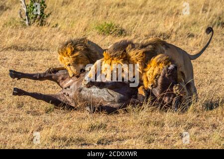 Vier männliche Löwen (Panthera leo) füttern an toten Büffeln auf der Savanne; Tansania Stockfoto