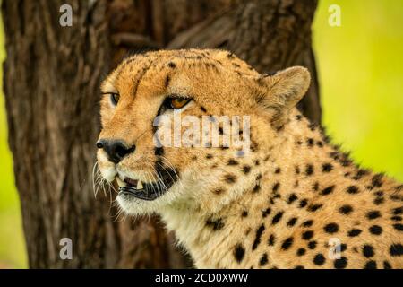 Nahaufnahme eines Geparden (Acinonyx jubatus), der neben einem Baumstamm sitzt; Tansania Stockfoto