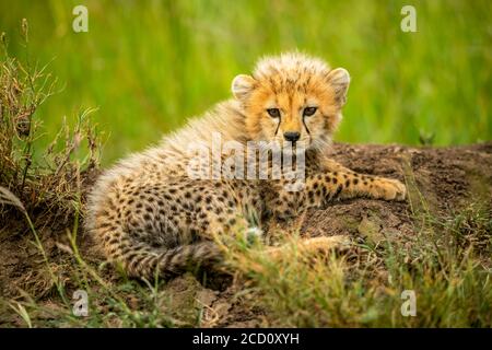 Porträt eines Geparden-Jungen (Acinonyx jubatus), der auf dem Boden liegt und die Kamera anschaut; Tansania Stockfoto