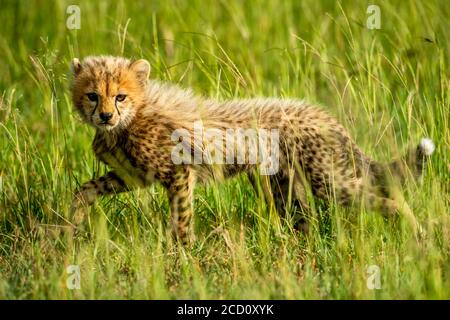 Cheetah cub (Acinonyx jubatus) Heben Sie ein Bein, während Sie durch das Gras auf der Savanne gehen und die Kamera betrachten; Tansania Stockfoto