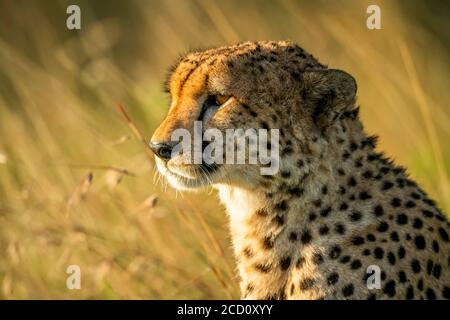 Nahaufnahme eines Geparden (Acinonyx jubatus), das von goldenem Sonnenlicht auf der Savanne beleuchtet wird; Tansania Stockfoto