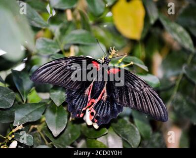 Scarlet Mormon - Papilio rumanzovia ein schwarzer Schmetterling, der auf einer Blume sitzt. Stockfoto