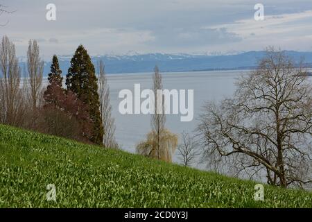 Blick von einer Wiese über den See auf den Walserkamm. Stockfoto