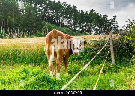 Kuh ruht und grast auf Wiese in den Bergen Stockfoto