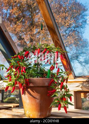 CHILIS GREENHOUSE AUTUMN Red Apache Gemüsechilis Chilischoten (Capsicum annum) in einem traditionellen Terrakottatopf gegossen und in einem sonnigen traditionellen Holzgewächshaus mit herbstlichem Baum im Hintergrund betrachtet Stockfoto