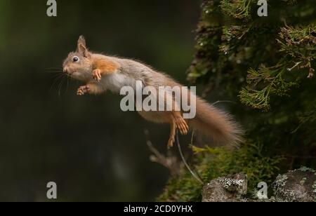 Rotes Eichhörnchen springt von einem Baum Stockfoto