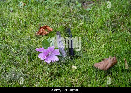 Eine rosa Blume im grünen Gras. Graue und schwarze Vogelfedern und braune Blätter Stockfoto