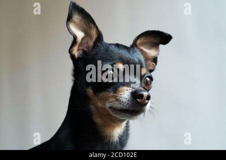 Kleine niedliche Spielzeug Terrier Hund suchen gerade, isoliert auf weißem Hintergrund, close-up Stockfoto