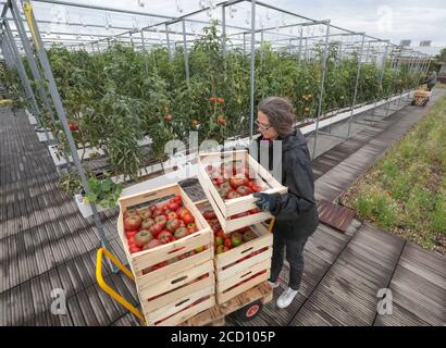 GEMÜSE AUF DEM STÄDTISCHEN BAUERNHOF IN PARIS ABHOLEN Stockfoto