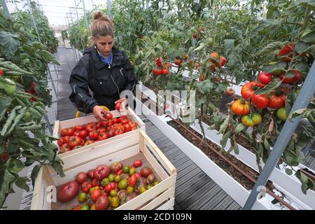 GEMÜSE AUF DEM STÄDTISCHEN BAUERNHOF IN PARIS ABHOLEN Stockfoto