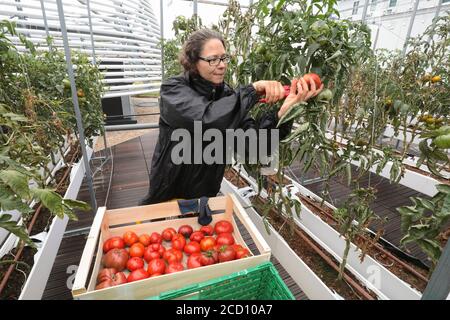 GEMÜSE AUF DEM STÄDTISCHEN BAUERNHOF IN PARIS ABHOLEN Stockfoto