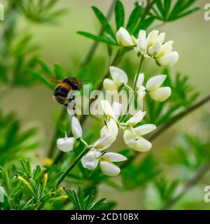 Eine Hummel schwebt über einer weißen Blüte; Te Anau, Southland Region, Neuseeland Stockfoto