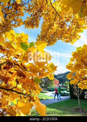 Wisley Gardens Surrey UK Herbstbaumfarben umrahmend Paar schlendern gesunde Bewegung Wandern in sonniger frischer offener, geräumiger herbstlicher Gartenparklandschaft Surrey UK Stockfoto