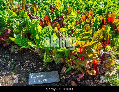 Rainbow Chard wächst reichlich in einem Restaurant Kitchen Garden mit Namensschild aus rustikalem Schiefer