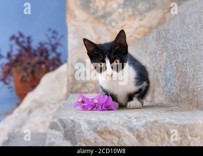 Ein niedliches Katzenkätzchen, zweifarbig schwarz und weiß, posiert auf einem steinigen Schritt mit Blüten und sieht neugierig aus, griechische Insel Symi, Dodekanes, Griechenland Stockfoto