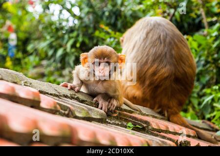 Baby-Makaken-Affen hockt sich und starrt auf die Kamera, während Mama ihren Rücken gedreht hat, auf dem Dach des Swayambhunath-Affentempels, Kathmandu, N... Stockfoto