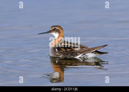 Rothalsphalarope (Phalaropus lobatus) Männchen im Zuchtgefieder schwimmend im Teich Stockfoto