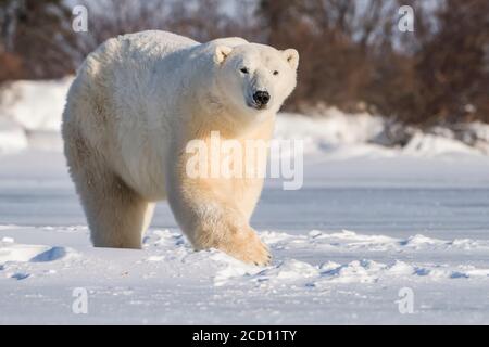 Eisbär (Ursus maritimus) beim Spaziergang im Schnee mit Blick auf die Kamera; Churchill, Manitoba, Kanada Stockfoto