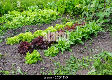 Salatsorten Catalogna Cerbiatta, rote Lollo Rossa, rote Salatschüssel, schwarz gesäte Simpson und Grand Rapids, wächst eine Zuteilung im Sommer, Großbritannien Stockfoto