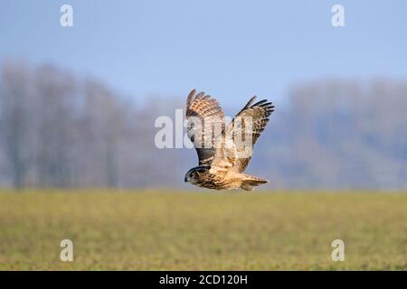 Eurasische Adlereule / Europäische Adlereule (Bubo bubo) im Flug, Jagd über Feld / Ackerland Stockfoto