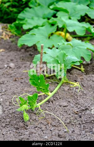 Tipp von Potimarron Squash, der sich auf einer Zuteilung ausbreitet Sommer Stockfoto