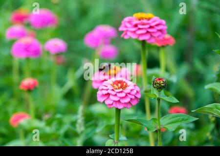 Zinnia blüht, die auf einer Zuteilung wachsen Stockfoto