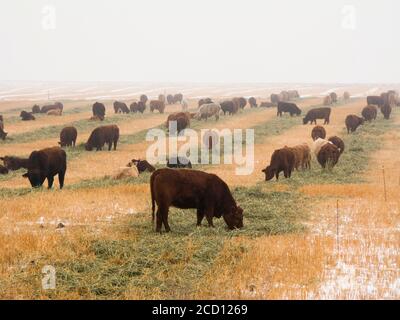 Viehzucht - Mischrassen von Rindskühen und Stieren weiden im Winter auf einem schneebedeckten Gerstenfeld. Die Rinder werden von einem elektrischen W... Stockfoto