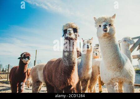 Gruppe von niedlichen Alpakas in außen Blick auf Kamera Stockfoto