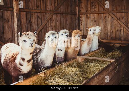 Gruppe von niedlichen Alpakas in Scheune Blick auf die Kamera Stockfoto