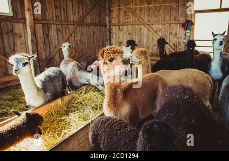 Gruppe von niedlichen Alpakas in Scheune Blick auf die Kamera Stockfoto