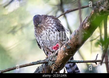 Juvenile cooper's Hawk Fressende Maus british columbia Kanada Stockfoto