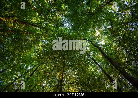 Blick auf die Baumkronen im Bois de Meudon, Clamart, Frankreich Stockfoto
