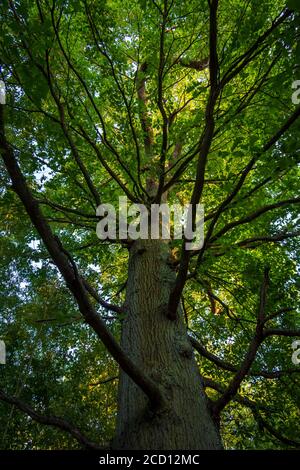 Jahrhundertealte Eiche im Bois de Meudon, Clamart, Frankreich Stockfoto