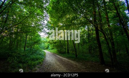 Waldweg bei Sonnenuntergang im Bois de Meudon, Clamart, Frankreich Stockfoto