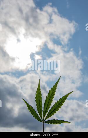 Cannabisblatt (Cannabis sativa), wolkig Himmel Hintergrund, kopieren Raum für Text Stockfoto