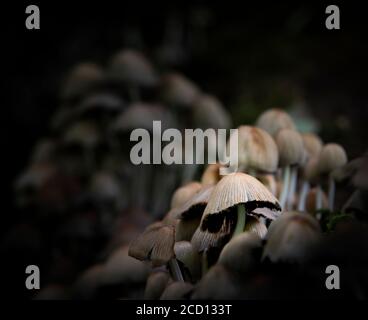 Toadstools oder Pilze wachsen auf einem alten moosbedeckten Baum (tot) in einem Wald in Großbritannien. Stockfoto
