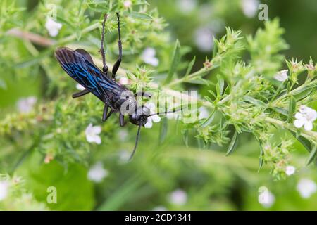 Blauschlammwespe oder Blauschlammwespe (Chalybion californicum) Stockfoto