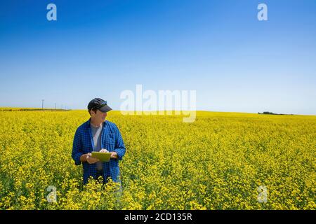 Landwirt, der mit einer Tablette auf einem Rapsfeld steht und den Ertrag inspiziert; Alberta, Kanada Stockfoto
