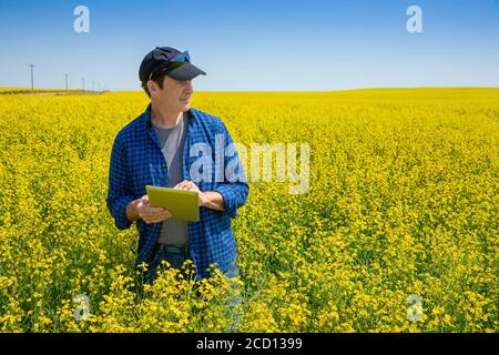 Landwirt, der mit einer Tablette auf einem Rapsfeld steht und den Ertrag inspiziert; Alberta, Kanada Stockfoto