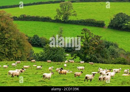 A hilly green meadow bordered by trees with a grazing flock of sheep; Cornwall County, England Stockfoto