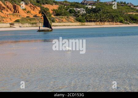 Reiher mit einem Fisch im Wasser am Strand In mosambik Stockfoto