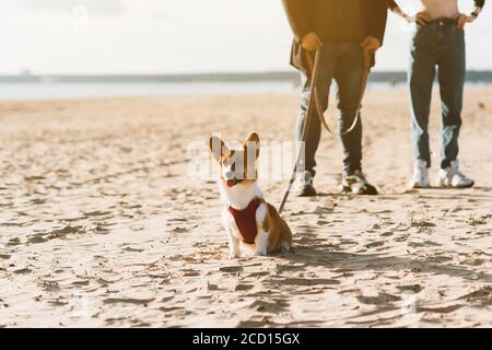 Zugeschnittenes Bild von Menschen, die mit Hund am Strand spazieren. Füße von Frau und Mann stehen auf der Sandküste mit Corgi Welpe. Konzentrieren Sie sich auf Haustier, menschliche Beine auf dem Hintergrund Stockfoto