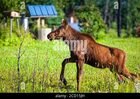 Junge Elche (Alces Alces), die im Sommer durch Gras wandern, Kenai Peninsula, Süd-Zentral Alaska; Ninilchik, Alaska, Vereinigte Staaten von Amerika Stockfoto