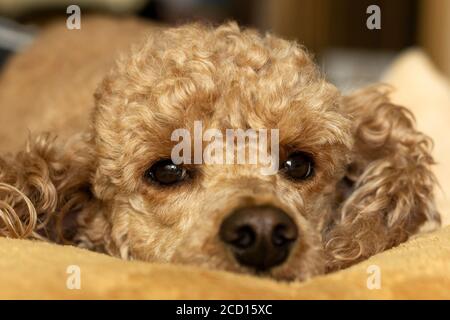 Das Gesicht eines Aprikosenpudeles mit traurigen Augen, auf dem Bett liegend, Nahaufnahme. Stockfoto