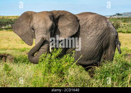 Porträt eines afrikanischen Elefanten (Loxodonta Africana), der hinter Büschen steht, während er die Kamera anschaut; Kenia Stockfoto