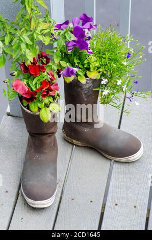 Paar schwarze Gummistiefel gefüllt mit lila und rot blühenden Pflanzen auf Holzdeck; Homer, Alaska, Vereinigte Staaten von Amerika Stockfoto